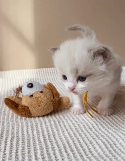 Blue bicolor Ragdoll kitten