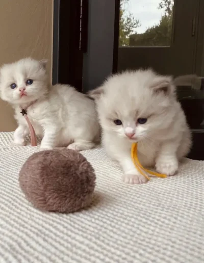 Blue bicolor Ragdoll kitten