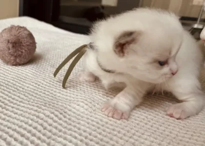 Blue bicolor Ragdoll kitten