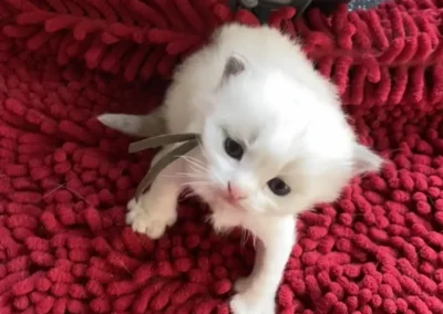 Blue bicolor Ragdoll kitten