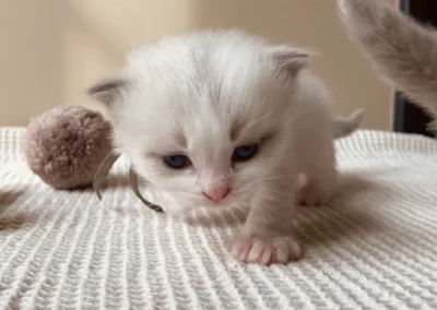 Blue bicolor Ragdoll kitten