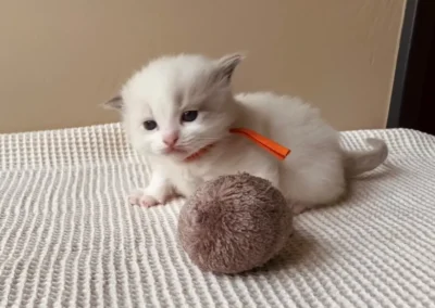 Blue bicolor Ragdoll kitten