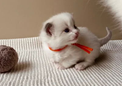 Blue bicolor Ragdoll kitten