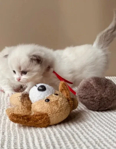 Blue bicolor Ragdoll kitten