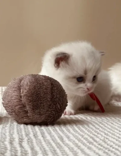 Blue bicolor Ragdoll kitten