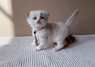 Blue bicolor Ragdoll kitten roze