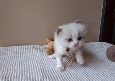 Blue bicolor Ragdoll kitten roze