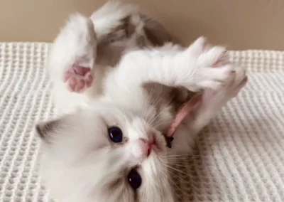 Blue bicolor Ragdoll kitten roze