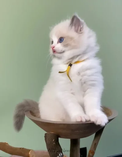 All We Need Is Ragdoll kitten