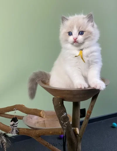 All We Need Is Ragdoll kitten