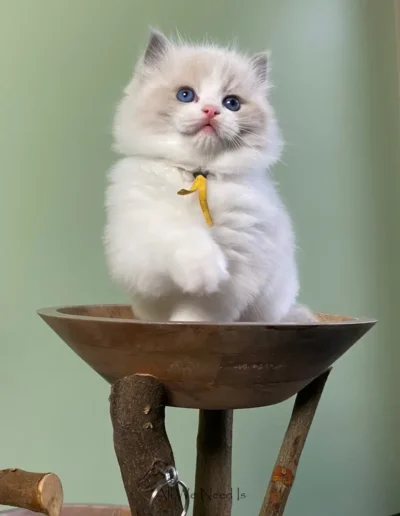 All We Need Is Ragdoll kitten