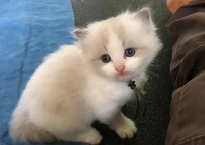 All We Need Is Ragdoll kitten