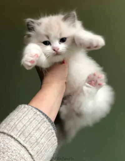 All We Need Is Ragdoll kitten