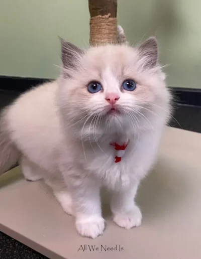 All We Need Is Ragdoll kitten