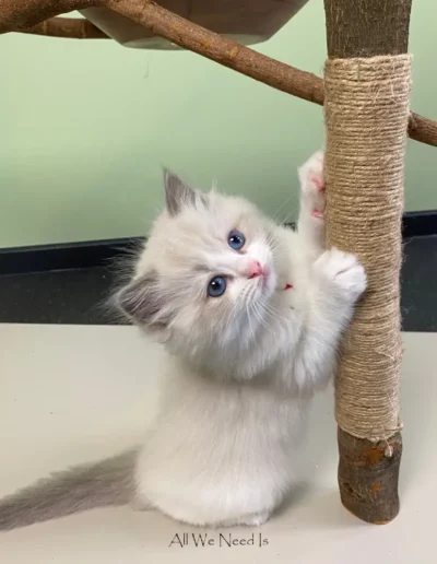 All We Need Is Ragdoll kitten