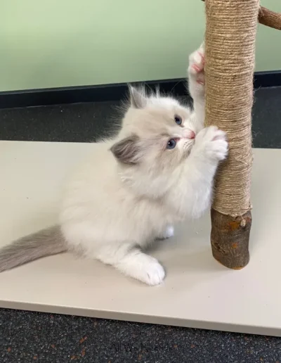 All We Need Is Ragdoll kitten