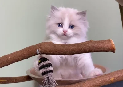 All We Need Is Ragdoll kitten