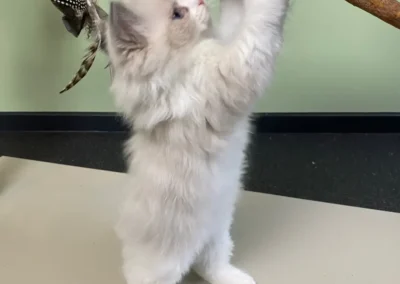 All We Need Is Ragdoll kitten