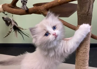 All We Need Is Ragdoll kitten