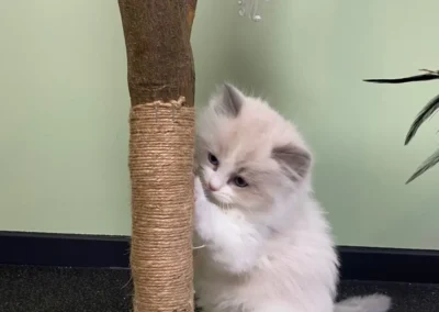 All We Need Is Ragdoll kitten