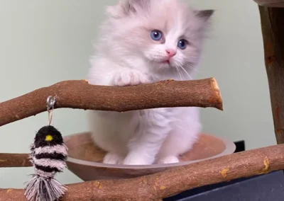 All We Need Is Ragdoll kitten