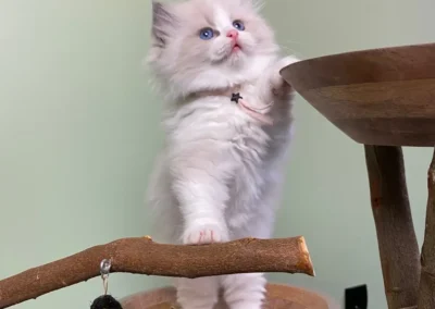 All We Need Is Ragdoll kitten